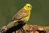 Yellowhammer