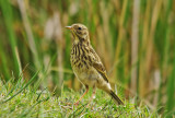 Meadow pipits - Anthus pratensis