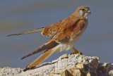 Nankeen Kestrel - Falco cenchroides