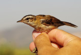 Moustached Warbler