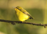 Olive-backed Sunbird, Cinnyris jugularis,