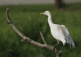 Cattle Egret -  Bulbulcus ibis