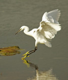 Little Egret