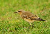 Northern Wheatear  Oenanthe oenanthe