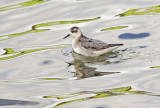 Grey Phalarope - Phalaropus fulicarius