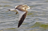 Sabines Gull - Larus sabina
