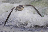 Sabines Gull - Larus sabina