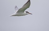 Common Tern - Sterna hirundo