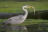 Grey Heron - Ardea cinerea