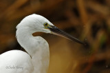Little Egret -