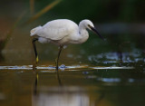 Little Egret