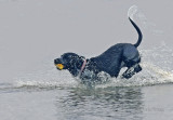 Spaniel in the surf.