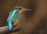 Common Kingfisher - Alcedo athis