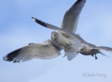 Common Gull - Larus canus