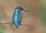 Kingfisher- Alcedo athis