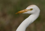 Cattle Egret -  Bulbulcus ibis