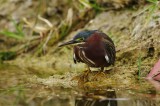 Green Heron - Butorides virescens