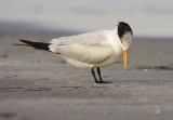 Royal Tern