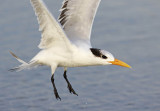 Royal Tern