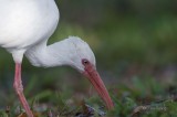 White Ibis