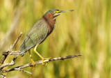 Green Heron - Butorides virescens