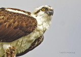 Osprey -  Pandion haliaetus