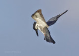 Belted Kingfisher -  Megaceryle alcyon