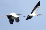 Wood Stork - Mycteria americana 