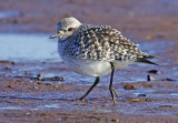 Grey Plover - Pluvialis squatarola