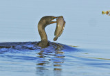 Double-crested Cormorant