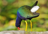 Purple Galinule
