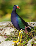 Purple Galinule