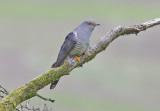 Cuckoo - Cuculus canorus 19