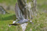 Cuckoo - Cuculus canorus 3