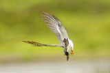 Cuckoo - Cuculus canorus 6