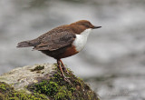 Dipper - Cinclus cinclus