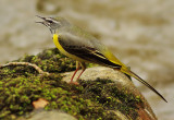 Grey Wagtail