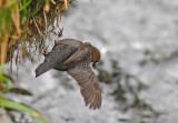 Dipper - Cinclus cinclus