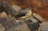 Grey Wagtail - Motacilla cinerea