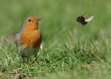 Robin - Erithracus rubicula