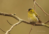 Siskin - Carduelis spinus