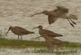 Whimbrel