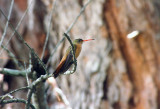 Cinnamon Hummingbird (Amazilia rutila) 