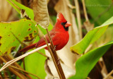 Red Cardinal