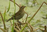 Red Winged Blackbird - Agelaius phoeniceus