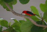 Scarlet Tanager (Piranga olivacea