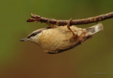 Nuthatch  - Sitta europaea