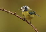 Blue Tit