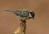 Great Tit - Parus major