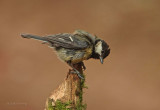 Great Tit - Parus major